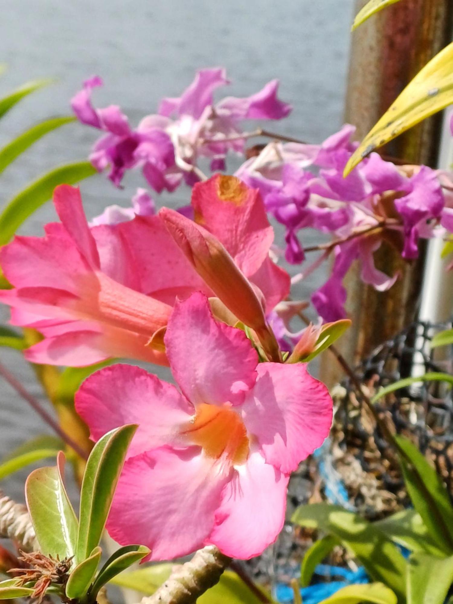Villa River View Aluthgama Bagian luar foto